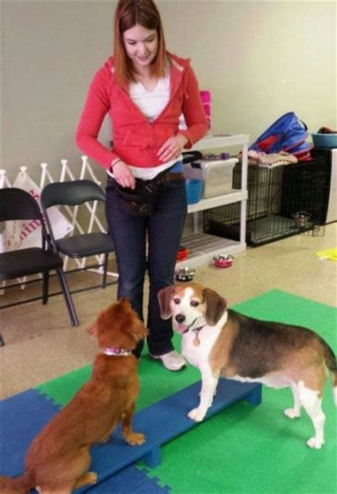 Mjs Pet Training Academy Enriches Pets Lives And Effectively