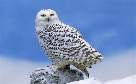 Snowy Owl On A Rock Wallpapers And Images Wallpapers