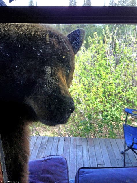 Goldilocks Gets Taste Of Own Medicine As Bear Breaks Into Her Cabin Artofit