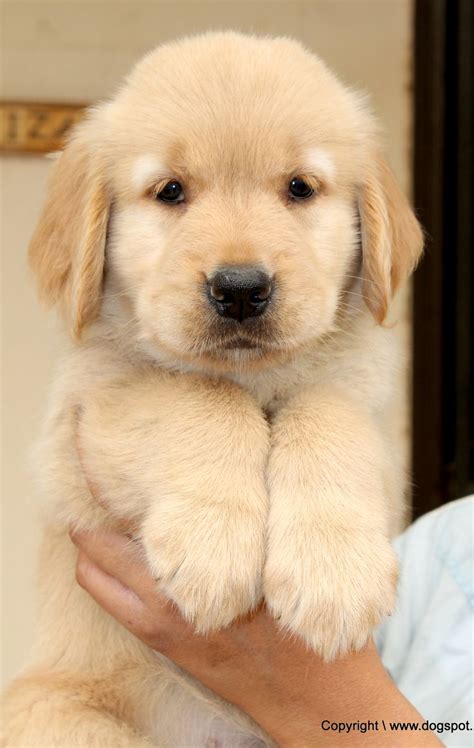 1000 Images About Golden Retriever Puppies Pictures On Pinterest