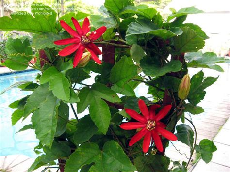 The gift that keeps on blooming, trias flowers & gifts offers the season's finest flowering plants. PlantFiles Pictures: Passiflora Species, Red Passion ...