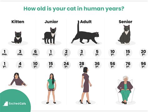 How To Tell Your Cats Age In Human Years With Chart Catster