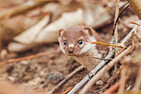 3 Ways To Get Rid Of Weasels Indefinitely Pest Pointers