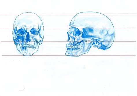 I Started To Explore Anatomy And Skull Proportions In My Preliminary Sketches For My Keyword Of
