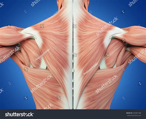 Human Anatomy Torso Back Muscles 3d Stock Illustration 425881588