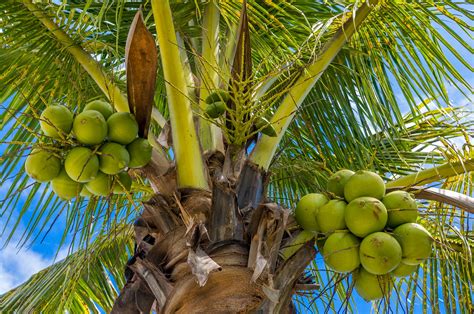 Full Coconut Tree With Coconut Coconut Palm Tree Pictures And Facts On