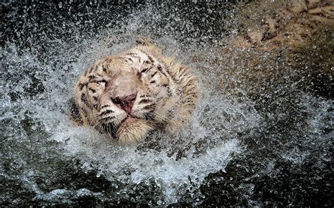 Photos Tiger Big Cats Drops Water Splash Water Wet Head Animals