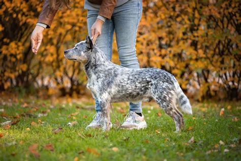 Blue Heeler Breed Information Guide Photos Traits And Care Bark Post