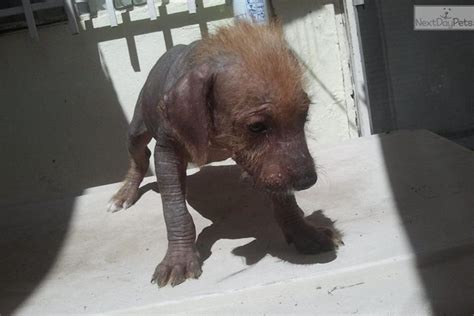 Favorite this post jul 24 shitzu puppies pic hide this posting restore restore this posting. Xoloitzcuintli puppy for sale near El Paso, Texas | 2790e75a-fae1