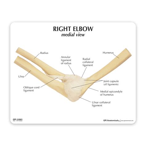 Elbow Joint Model Gpi 3d Anatomy