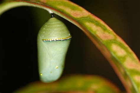 Natures Archive Blog Queen Pupa