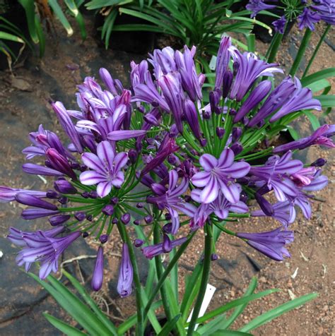 It was so cold over winter i really. AGAPANTHUS PURPALICIOUS 5L