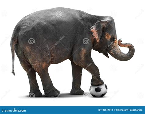 Elephant Playing Soccer Stock Image Image Of Wild Competition 126514011