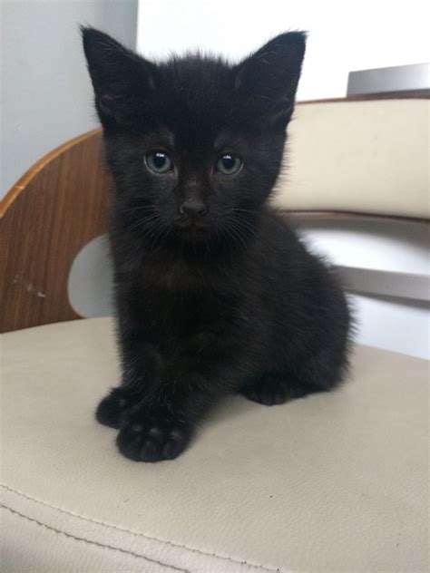 Cats for adoption in dubai , check the website now to see more ads. Melanistic (black) bengal kitten for sale | Leeds, West ...