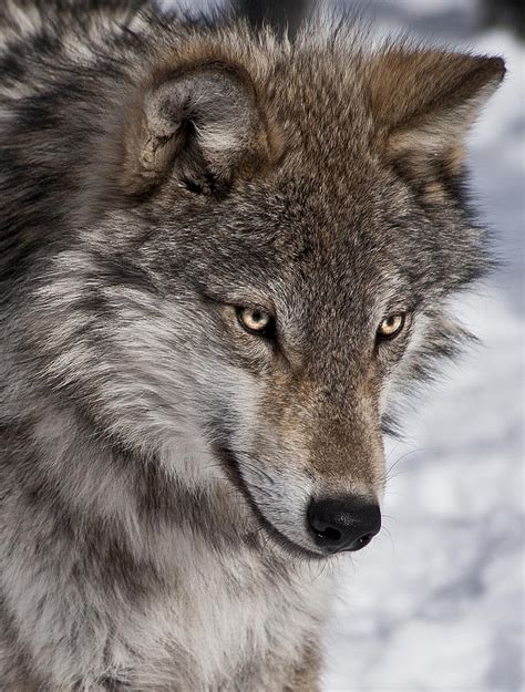 Wolf Portrait Photograph By Patrick Boening Fine Art America