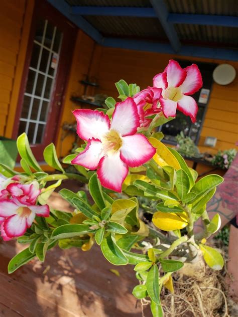 A planter containing different assortments of succulents and cacti may be labeled as assorted succulents. Largest selection of desert rose, cactus, and succulents ...