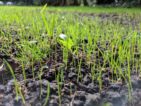 4 Essential Steps To Water Your New Grass Seed A Green Hand