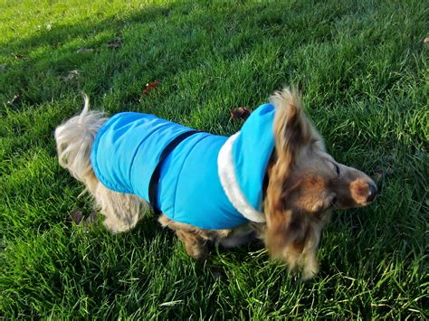 Hope the chihuahua / pug mix (chug) at about 1 year old—hope was rescued from an spca while shown during a visit day at a local. Dog of the Day: Teddy the Long-Haired Chihuahua/Poodle Mix ...