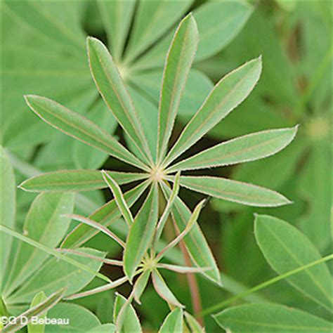 The leaves are palmately compound. Wild Lupine, Lupinus perennis L