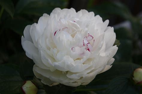 Check spelling or type a new query. Top 5 Meaning of Dream of White Carnation - Carnation ...