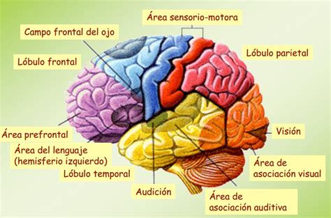 Cerebro Humano Anatomia Del Cerebro Humano Cerebro Humano Anatomia