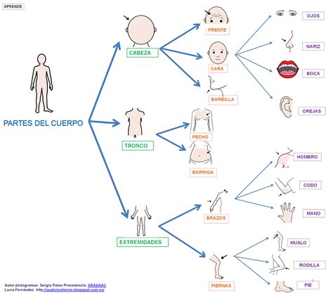 Mapa Mental De Los Sistemas Del Cuerpo Humano Phore