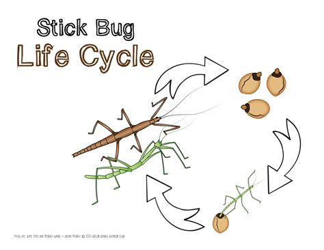 Stick Insects Fun And Facts About Walking Sticks Stick Bugs And Phasmids