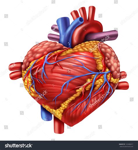 Human Heart Shape Love Symbol Using Stock Illustration