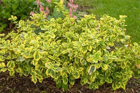 Euonymus Fortunei Gold Splash Wintercreeper