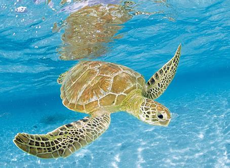 Das sind die werte für die ravensburger seit 1884 steht. Jigsaw Puzzle - Turtle Under the Sea - 1000 Pieces Clementoni
