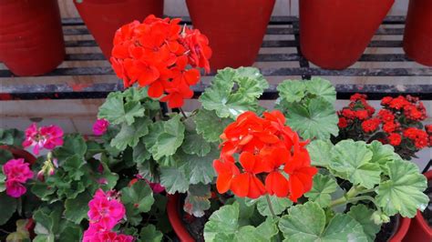 Skatiet 8 sociālās lapas, ieskaitot facebook un twitter, stundas, tālrunis, epasts, tīmekļa vietnes un sīkāku flowers and more darbojas citi pirkumi, iepirkšanās, floristi aktivitātēs. How to Get More Flowers In Geranium Plant - YouTube