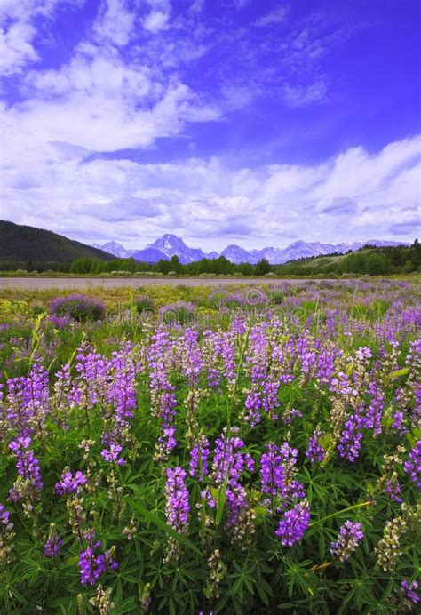 Grand Lupine Stock Photo Image Of Flower Wyoming Scene 37462508
