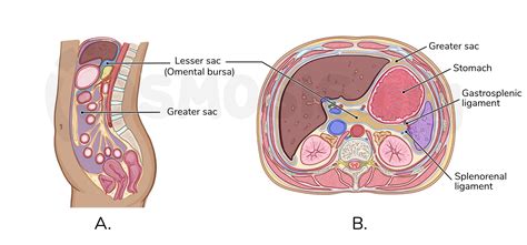 Anatomy Of The Peritoneum And Peritoneal Cavity Osmosis