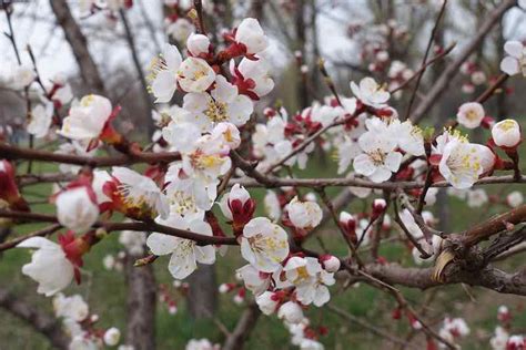 The Katy Apricot Tree And Delicious Katy Apricots Minneopa Orchards