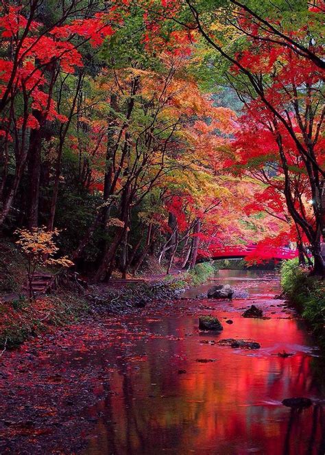 Shizuoka Japan Photos Paysage Paysage Coloré Paysage Automne