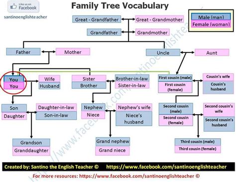 You never know what you'll find! Family Tree Vocabulary - Learn English | Educations ...