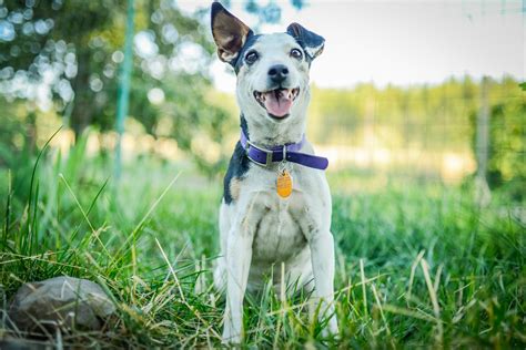 Pet friendly as well but my animals loved this place you could just get lost !!! New England Getaways | glampinghub.com