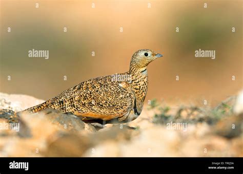 Black Bellied Sandgrouse Pterocles Orientalis Female Canary Islands