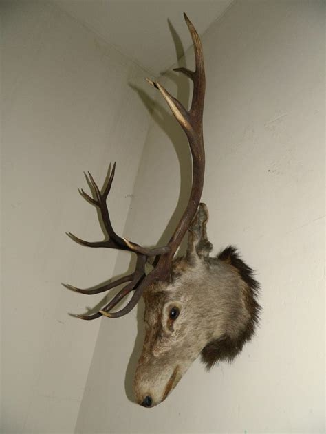 Antiques Atlas Large 12 Point Stags Head
