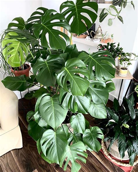 Monstera Deliciosa Growing And Training This Fascinating Plant My