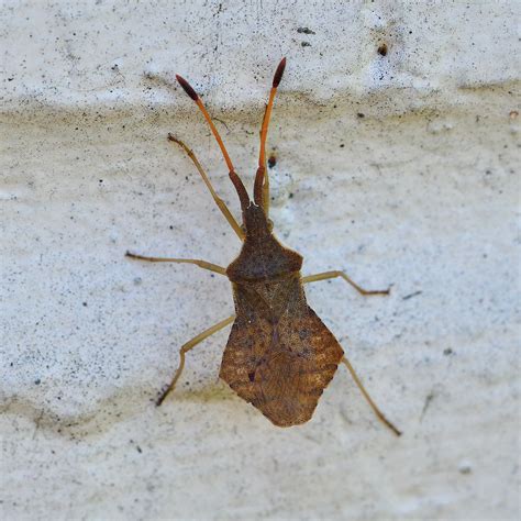 Syromastus Rhombeus Rhombic Leatherbug Coreidae 25 4 2022 Flickr