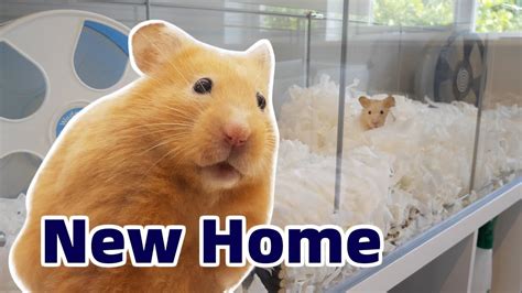 Cute Hamsters First Night In New Cage Youtube
