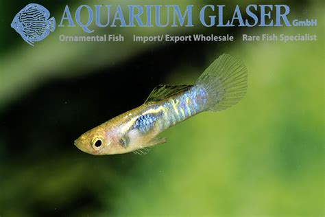 The yellow tiger endler's livebearer (poecilia wingei var. Endler Guppy „Blue Tiger" - Aquarium Glaser GmbH