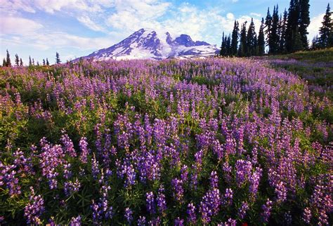 Meadow Of Purple Flowers Blooming Photograph By Natural Selection Craig
