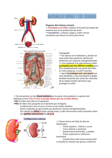 Anatomia De Riñones Y Vías Urinarias Anatomia De Riñones Y Vías