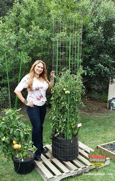 32 Free Diy Tomato Trellis And Cage Ideas To Grow Your Tomato Big And Healthy