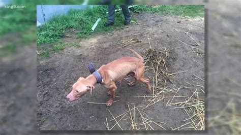 Pierce County Man Suspected Of Running Pit Bull Fighting Ring Sues To