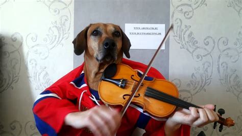 Funny Animals Dog Playing Violin Happy Birthday To You Youtube