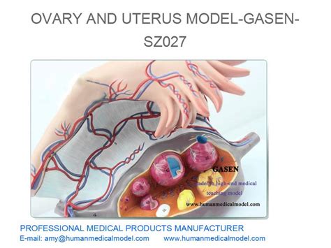 2 Part Uterus Ovary Anatomical Model Anatomy Crosssection