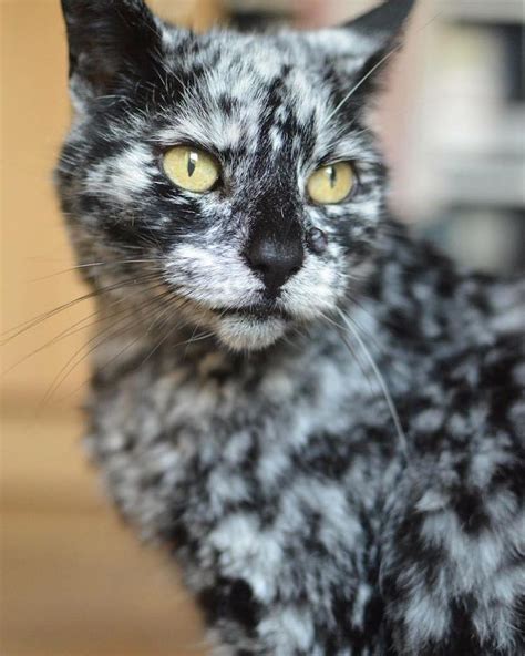 Meet Scrappy The 19 Year Old Black Cat Who Grew A Unique Marble Fur